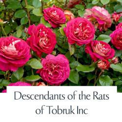 Descendants of the Rats of Tobruk Inc